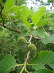 2010-5-3 005.jpg
