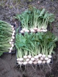 2010050716460001.jpg