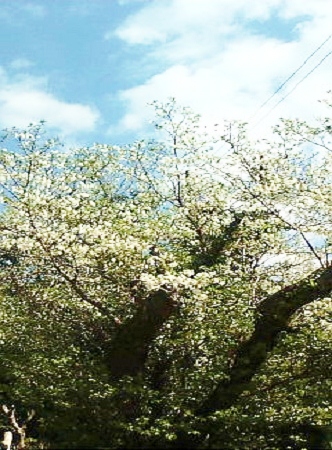 201104061318.jpg