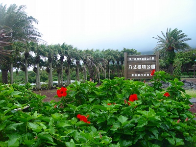 八丈 039.jpg