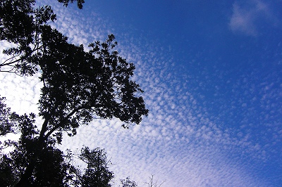 CIMG0978.jpg